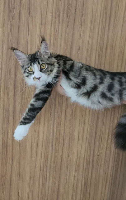 10000dhs fixed pure Maine coon with pedigree