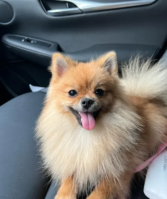 Mini Pomeranian female one year and 5 months