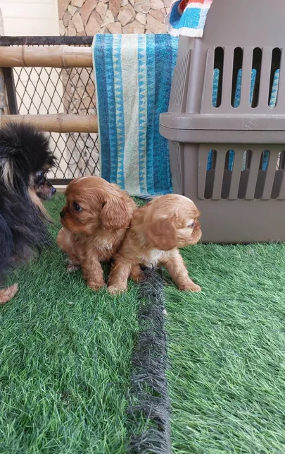 For sale: King Charles King, 2 males and 1 female, pure m-pic_3