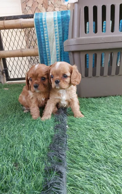 For sale: King Charles King, 2 males and 1 female, pure m-pic_1