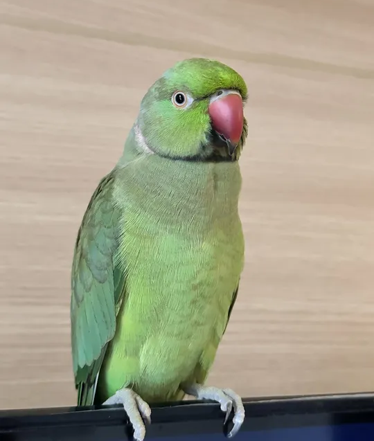 special ringneck parrot