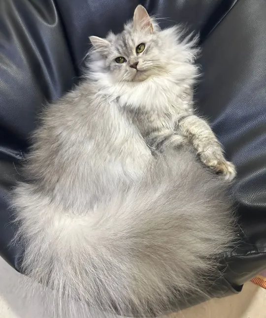 Persian Cat 1 year old