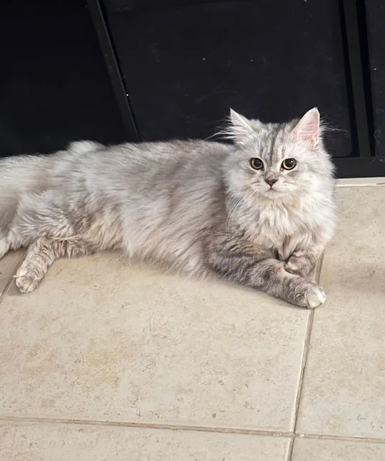 Persian Cat 1 year old-pic_3