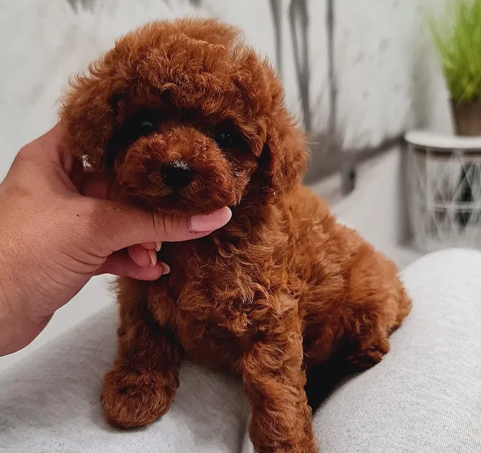 Toy Poodle Puppy-pic_2