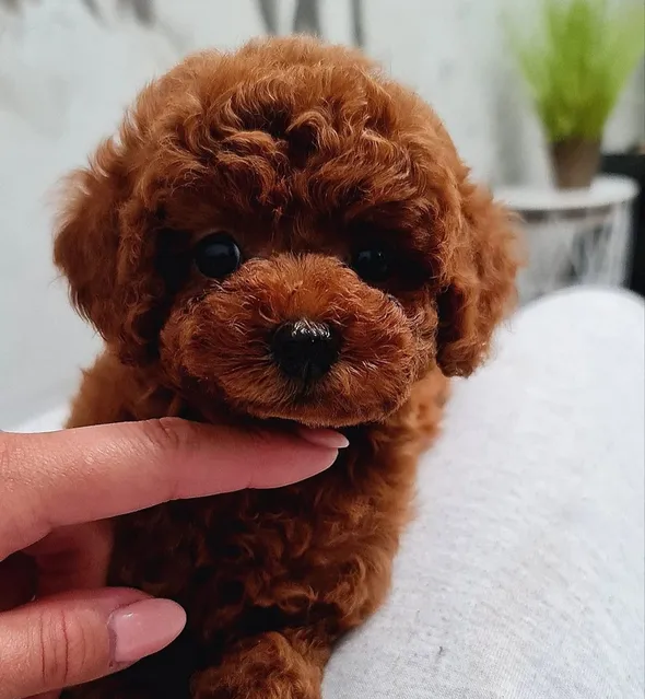 Toy Poodle Puppy-pic_3