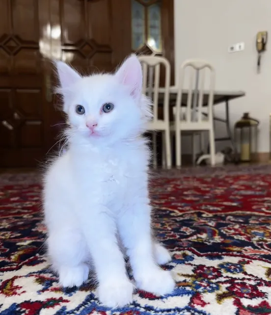 Persian and Arabian May Kitten