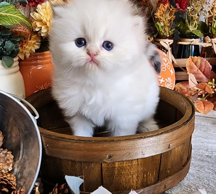 pure breed Persian cat-image