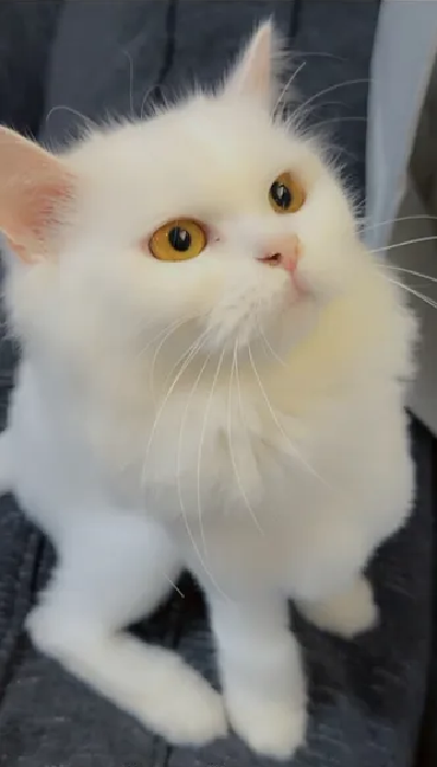 Feline persian cat female