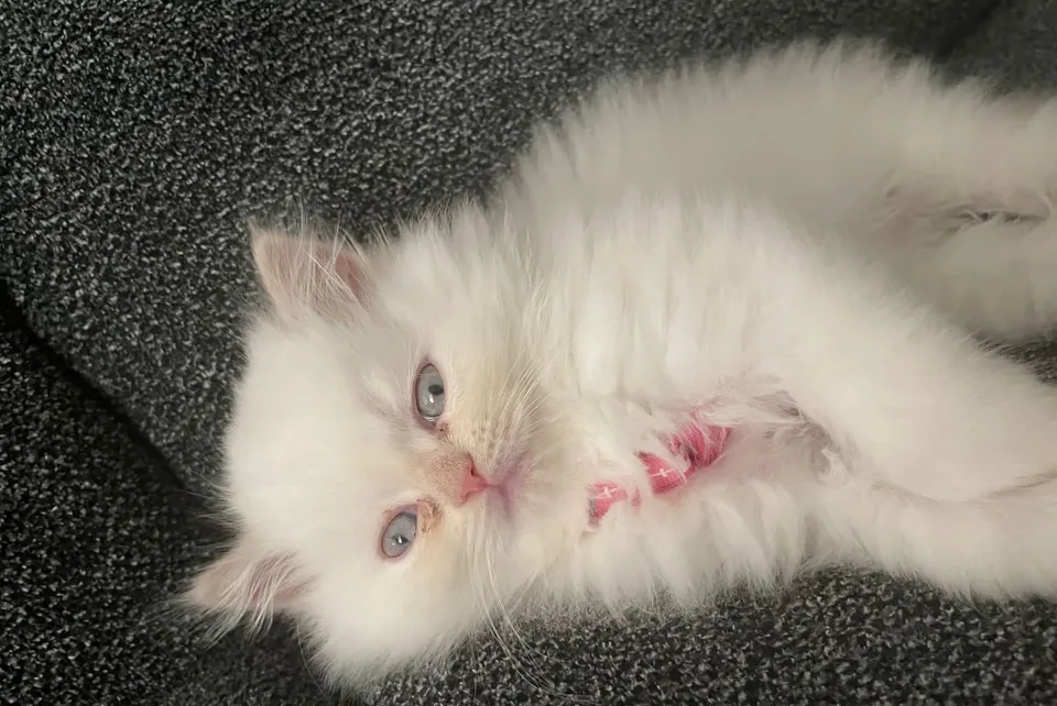 Kitten 3 months-image