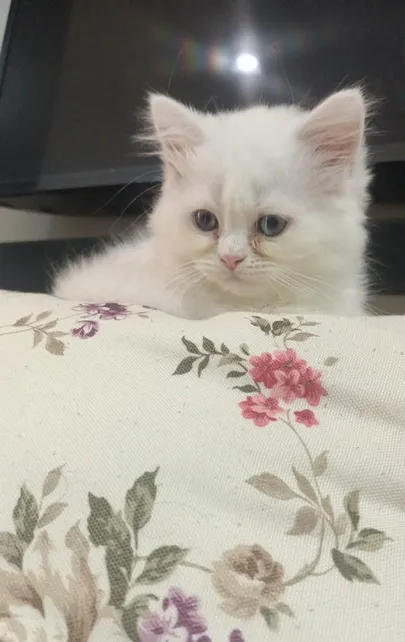Turkish angora Kitten