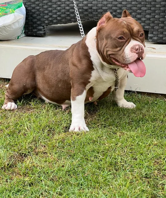 High Quality American Bully Puppies for Booking-pic_2