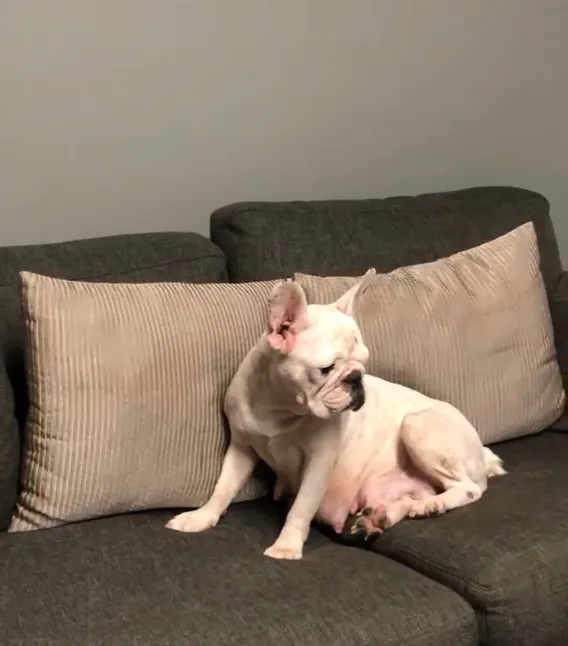Top Bloodline French Bulldog Puppies