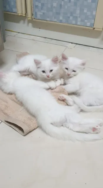 Sherazi Hamalaia Kittens