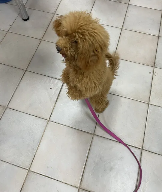 Toy poodle for sale 8000AED