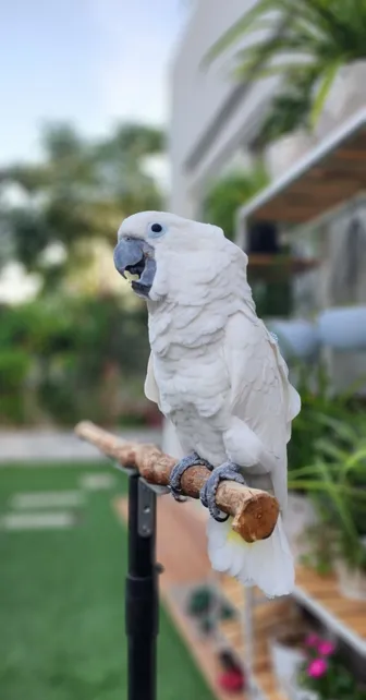 SOLD !!! very healthy and friendly Umbrella Cockatoo for sale,-pic_2