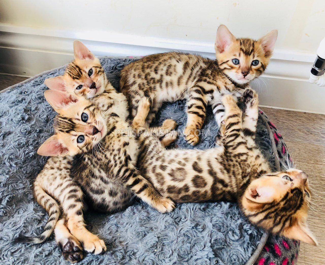 Male and Female Bengal kittens for sale-image