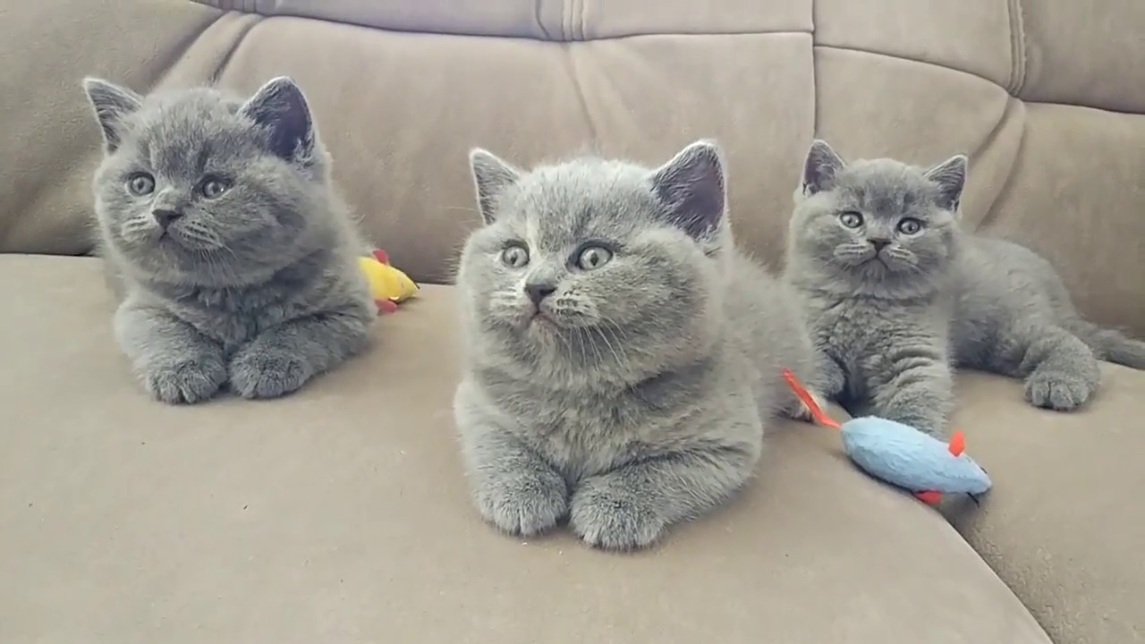 Gorgeous British Shorthair Kittens for sale-image