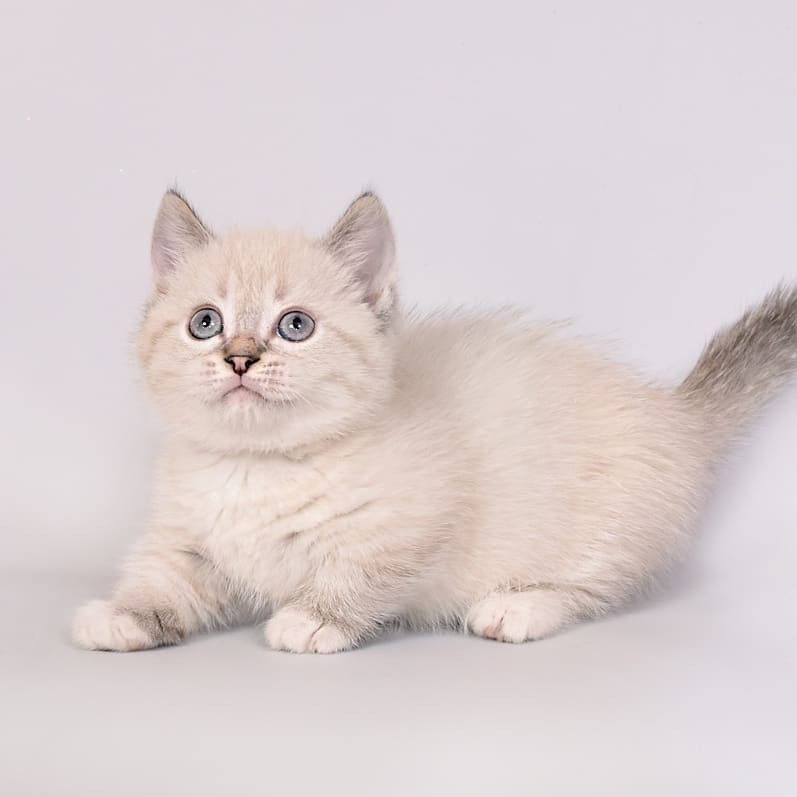 Precious Munchkin Kittens for sale-image