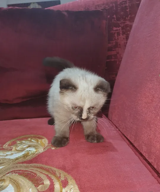 5 kittens available for adoption