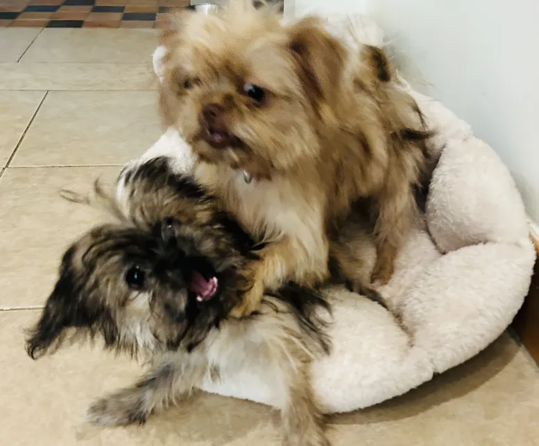 Shih tzu and Morkie for sale