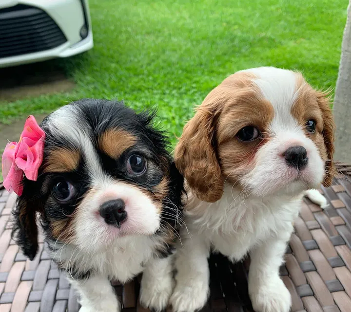 cavalier king Charles pure breed-image