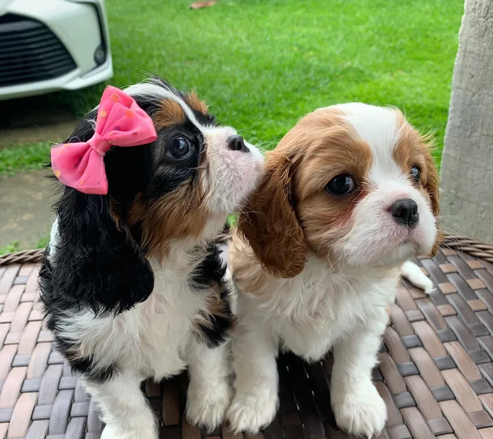 cavalier king Charles pure breed-pic_2