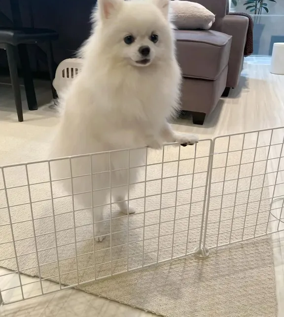 fully trained pomeranian-pic_2