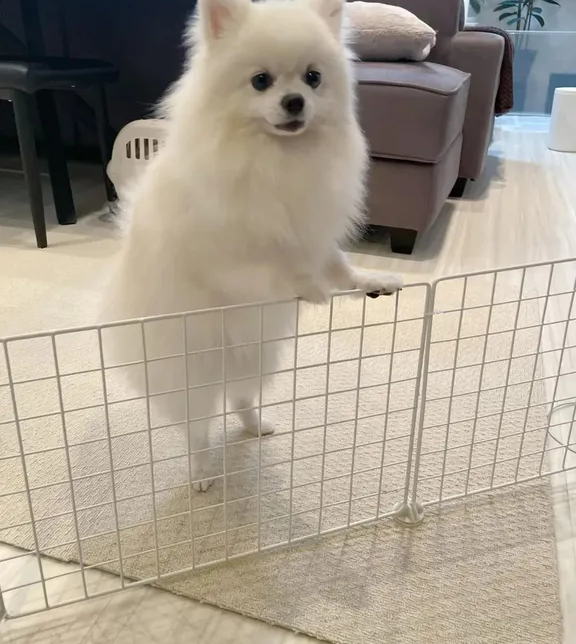 fully trained pomeranian-pic_1