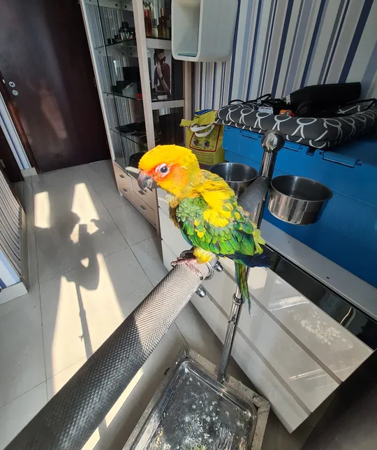 Baby sun conure parrot-image