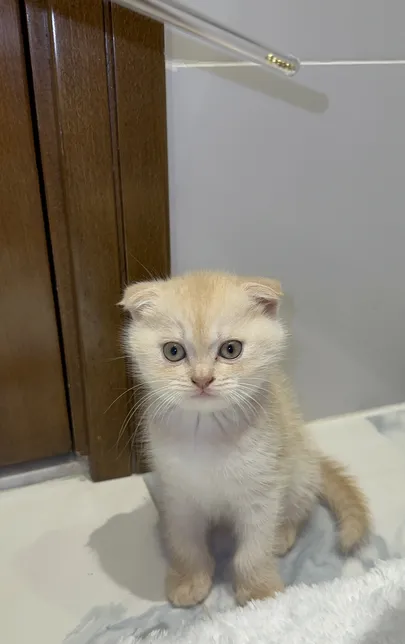 Kitten for sale-image