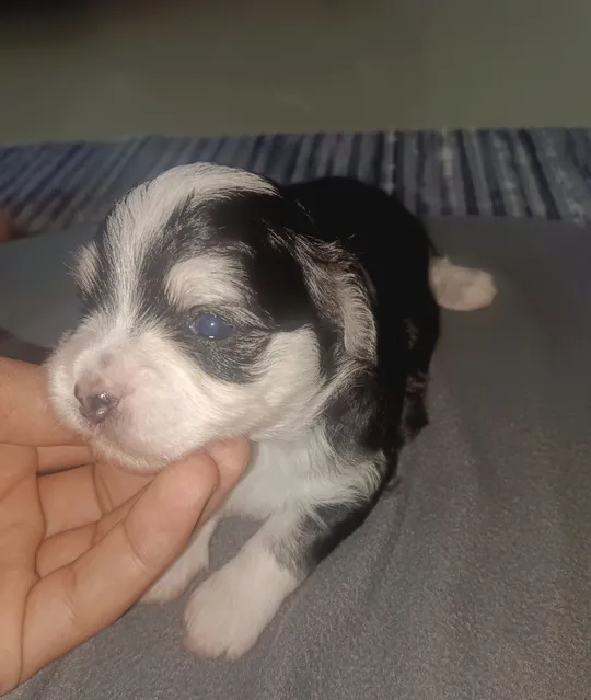 Maltese puppies for sell