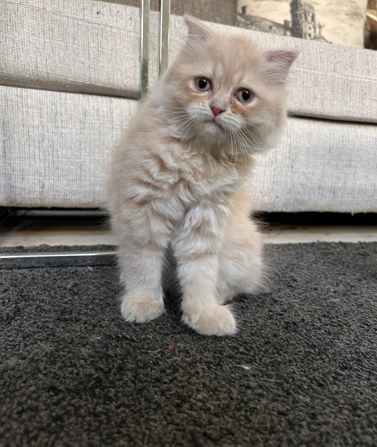 Scottish fold cats for sale