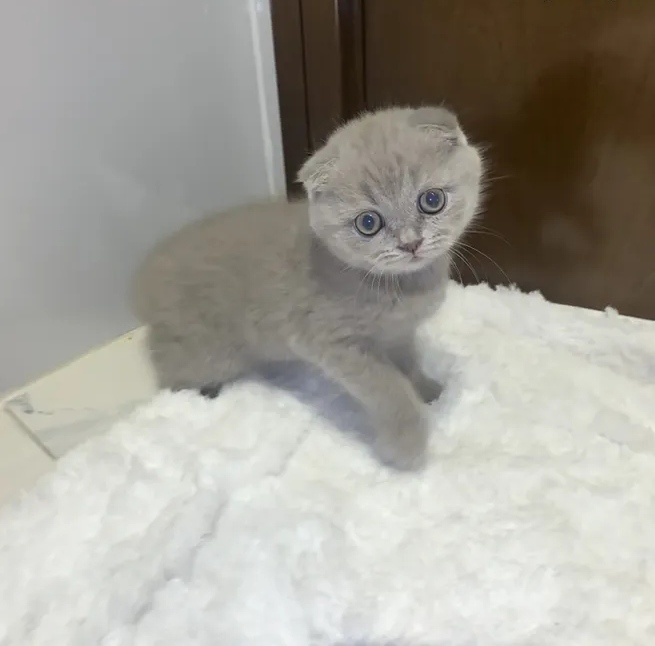 Kitten for sale 3000aed