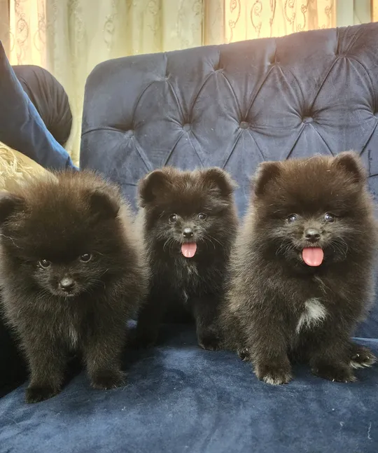 60 Days Mini Pomeranian puppies-image
