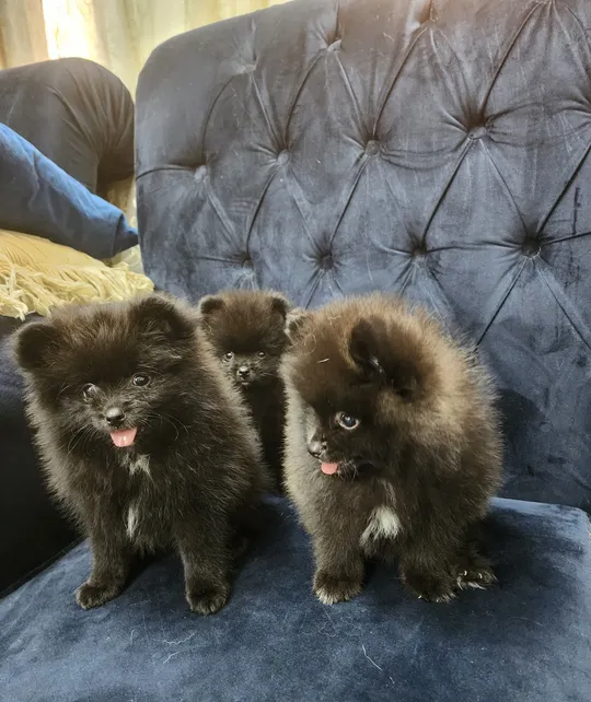 60 Days Mini Pomeranian puppies-pic_1