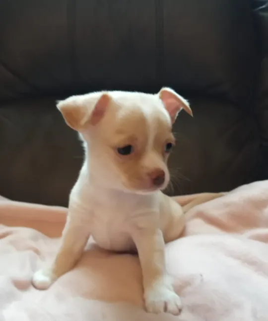 Chihuahua puppy for adoption