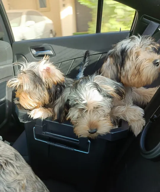 Yorkies for adoption with fee