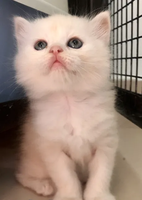 Pure Persian male and female kittens available