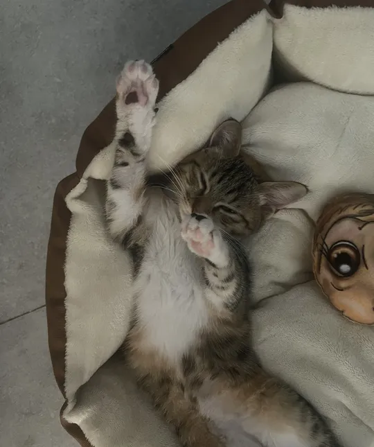 Kitten For Adoption-pic_3