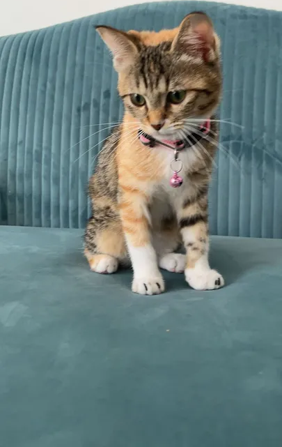 Kitten For Adoption-pic_2