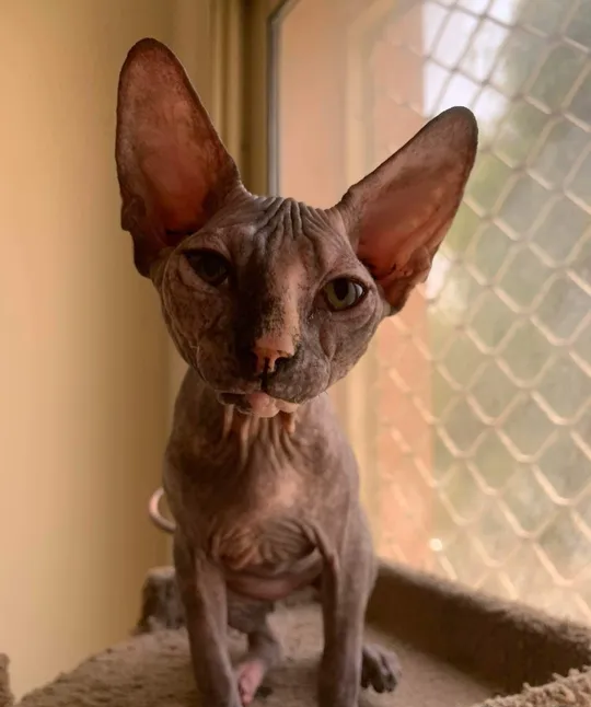 Sphynx cat female for sale