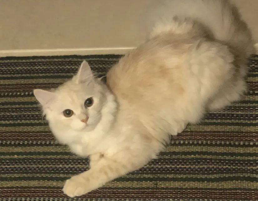 Pure Persian male and female kittens available