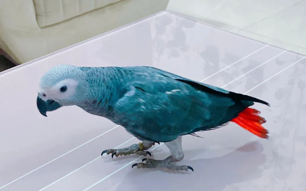Casco parrot-image