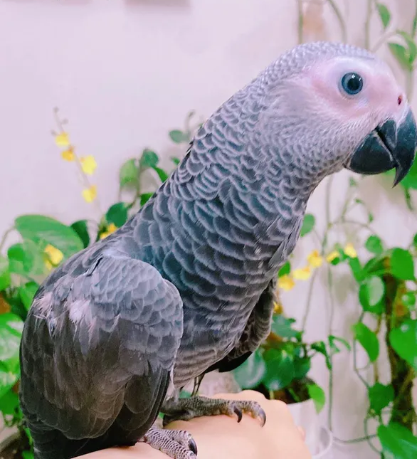 Casco parrot-pic_1