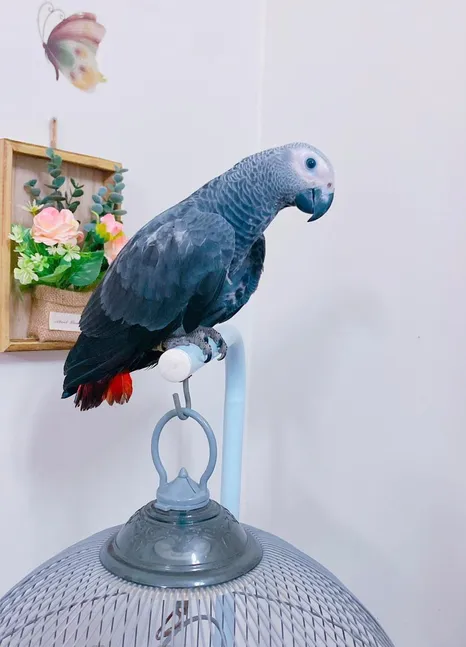 Casco parrot-pic_3