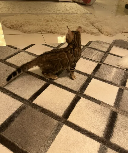 Bengal cats boy 5 months old