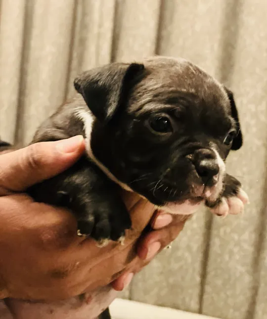American Bully Pocket Size - Female Puppy-pic_1