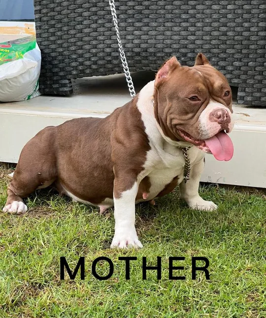 American Bully Pocket Size - Female Puppy-pic_3