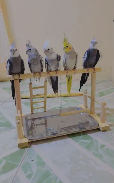 Hand-tamed cockatiels available
