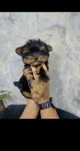 64 days,Teacup Yorkie Male puppy-pic_1